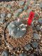 Lophophora Williamsii 5-6 cm 10 years old seed ownroot flower seedling ロフォフォラ　烏羽玉　仔吹き サボテン