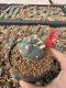 Lophophora Williamsii 5-6 cm 10 years old seed ownroot flower seedling ロフォフォラ　烏羽玉　仔吹き サボテン