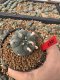 Lophophora Williamsii 5-6 cm 10 years old seed ownroot flower seedling ロフォフォラ　烏羽玉　仔吹き サボテン