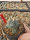 Lophophora Williamsii 5-6 cm 10 years old seed ownroot flower seedling ロフォフォラ　烏羽玉　仔吹き サボテン