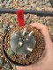 Lophophora Williamsii 5-6 cm 10 years old seed ownroot flower seedling ロフォフォラ　烏羽玉　仔吹き サボテン