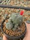 Lophophora Williamsii 5-6 cm 10 years old seed ownroot flower seedling ロフォフォラ　烏羽玉　仔吹き サボテン