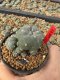 Lophophora Williamsii 5-6 cm 10 years old seed ownroot flower seedling ロフォフォラ　烏羽玉　仔吹き サボテン