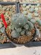 Lophophora Williamsii 5-6 cm 10 years old seed ownroot flower seedling ロフォフォラ　烏羽玉　仔吹き サボテン