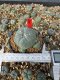 Lophophora Williamsii 5-6 cm 10 years old seed ownroot flower seedling ロフォフォラ　烏羽玉　仔吹き サボテン