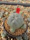 Lophophora Williamsii 5-6 cm 10 years old seed ownroot flower seedling ロフォフォラ　烏羽玉　仔吹き サボテン