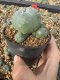 Lophophora Williamsii 5-6 cm 10 years old seed ownroot flower seedling ロフォフォラ　烏羽玉　仔吹き サボテン