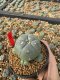 Lophophora Williamsii 5-6 cm 10 years old seed ownroot flower seedling ロフォフォラ　烏羽玉　仔吹き サボテン