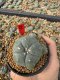 Lophophora Williamsii 5-6 cm 10 years old seed ownroot flower seedling ロフォフォラ　烏羽玉　仔吹き サボテン