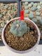 Lophophora Williamsii 5-6 cm 10 years old seed ownroot flower seedling ロフォフォラ　烏羽玉　仔吹き サボテン