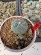 Lophophora Williamsii 5-6 cm 10 years old seed ownroot flower seedling ロフォフォラ　烏羽玉　仔吹き サボテン