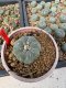 Lophophora Williamsii 5-6 cm 10 years old seed ownroot flower seedling ロフォフォラ　烏羽玉　仔吹き サボテン