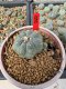 Lophophora Williamsii 5-6 cm 10 years old seed ownroot flower seedling ロフォフォラ　烏羽玉　仔吹き サボテン