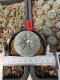 Lophophora Williamsii 5-6 cm 10 years old seed ownroot flower seedling ロフォフォラ　烏羽玉　仔吹き サボテン