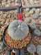 Lophophora Williamsii 5-6 cm 10 years old seed ownroot flower seedling ロフォフォラ　烏羽玉　仔吹き サボテン