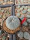 Lophophora Williamsii 5-6 cm 10 years old seed ownroot flower seedling ロフォフォラ　烏羽玉　仔吹き サボテン