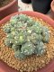 Lophophora Fricii 6-8 cm 25 years old seed ownroot flower seedling ロフォフォラ　烏羽玉　仔吹き サボテン