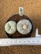 Lophophora Fricii 4-5 cm 15 years old seed ownroot flower seedling ロフォフォラ　烏羽玉　仔吹き　サボテン