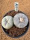 Lophophora Fricii 4-5 cm 15 years old seed ownroot flower seedling ロフォフォラ　烏羽玉　仔吹き　サボテン