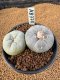 Lophophora Fricii 4-5 cm 15 years old seed ownroot flower seedling ロフォフォラ　烏羽玉　仔吹き　サボテン