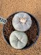 Lophophora Fricii 4-5 cm 15 years old seed ownroot flower seedling ロフォフォラ　烏羽玉　仔吹き　サボテン