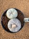 Lophophora Fricii 4-5 cm 15 years old seed ownroot flower seedling ロフォフォラ　烏羽玉　仔吹き　サボテン