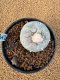 Lophophora Fricii 4-5 cm 15 years old seed ownroot flower seedling ロフォフォラ　烏羽玉　仔吹き　サボテン