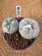 Lophophora Fricii 4-5 cm 15 years old seed ownroot flower seedling ロフォフォラ　烏羽玉　仔吹き　サボテン