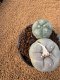 Lophophora Fricii 4-5 cm 15 years old seed ownroot flower seedling ロフォフォラ　烏羽玉　仔吹き　サボテン