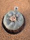 Lophophora Fricii 4-5 cm 15 years old seed ownroot flower seedling ロフォフォラ　烏羽玉　仔吹き　サボテン