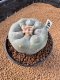 Lophophora Fricii 4-5 cm 15 years old seed ownroot flower seedling ロフォフォラ　烏羽玉　仔吹き　サボテン