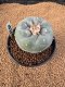 Lophophora Fricii 4-5 cm 15 years old seed ownroot flower seedling ロフォフォラ　烏羽玉　仔吹き　サボテン