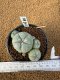 Lophophora Williamsii 4-5 cm 7 years old seed ownroot flower seedling ロフォフォラ　烏羽玉　仔吹き　サボテン