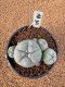 Lophophora Williamsii 4-5 cm 7 years old seed ownroot flower seedling ロフォフォラ　烏羽玉　仔吹き　サボテン