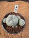 Lophophora Williamsii 4-5 cm 7 years old seed ownroot flower seedling ロフォフォラ　烏羽玉　仔吹き　サボテン