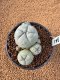 Lophophora Williamsii 4-5 cm 7 years old seed ownroot flower seedling ロフォフォラ　烏羽玉　仔吹き　サボテン