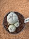 Lophophora Williamsii 4-5 cm 7 years old seed ownroot flower seedling ロフォフォラ　烏羽玉　仔吹き　サボテン