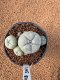 Lophophora Williamsii 4-5 cm 7 years old seed ownroot flower seedling ロフォフォラ　烏羽玉　仔吹き　サボテン