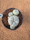 Lophophora Williamsii 4-5 cm 7 years old seed ownroot flower seedling ロフォフォラ　烏羽玉　仔吹き　サボテン