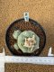 Lophophora Fricii 4-5 cm 10 years old seed ownroot flower seedling ロフォフォラ　烏羽玉　仔吹き　サボテン