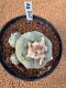 Lophophora Fricii 4-5 cm 10 years old seed ownroot flower seedling ロフォフォラ　烏羽玉　仔吹き　サボテン