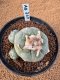 Lophophora Fricii 4-5 cm 10 years old seed ownroot flower seedling ロフォフォラ　烏羽玉　仔吹き　サボテン