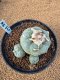 Lophophora Fricii 4-5 cm 10 years old seed ownroot flower seedling ロフォフォラ　烏羽玉　仔吹き　サボテン