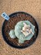 Lophophora Fricii 4-5 cm 10 years old seed ownroot flower seedling ロフォフォラ　烏羽玉　仔吹き　サボテン