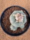 Lophophora Fricii 4-5 cm 10 years old seed ownroot flower seedling ロフォフォラ　烏羽玉　仔吹き　サボテン