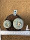 Lophophora Fricii 4-5 cm 10 years old seed ownroot flower seedling ロフォフォラ　烏羽玉　仔吹き　サボテン