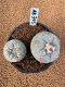 Lophophora Fricii 4-5 cm 10 years old seed ownroot flower seedling ロフォフォラ　烏羽玉　仔吹き　サボテン