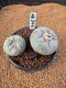 Lophophora Fricii 4-5 cm 10 years old seed ownroot flower seedling ロフォフォラ　烏羽玉　仔吹き　サボテン