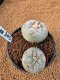 Lophophora Fricii 4-5 cm 10 years old seed ownroot flower seedling ロフォフォラ　烏羽玉　仔吹き　サボテン