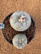 Lophophora Fricii 4-5 cm 10 years old seed ownroot flower seedling ロフォフォラ　烏羽玉　仔吹き　サボテン